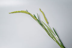 Bulk AM Basics Artificial Millet Heather Bush Plant 38 Inch Wholesale