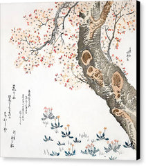 Dandelions and Clovers Beneath Cherry Tree - Canvas Print
