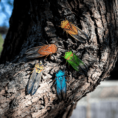 Greengrocer Cicada Bug Box by The Roving House