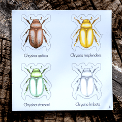 Jewel Scarab Beetle - Sticker Sheet by The Roving House