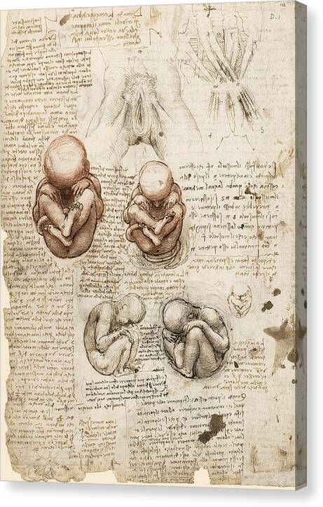 Position of the Fetus in the Womb - Canvas Print