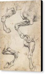 Studies of Horse's Leg - Canvas Print