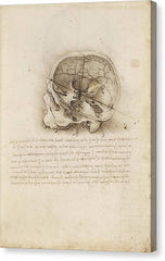 The Cranium Sectioned - Canvas Print