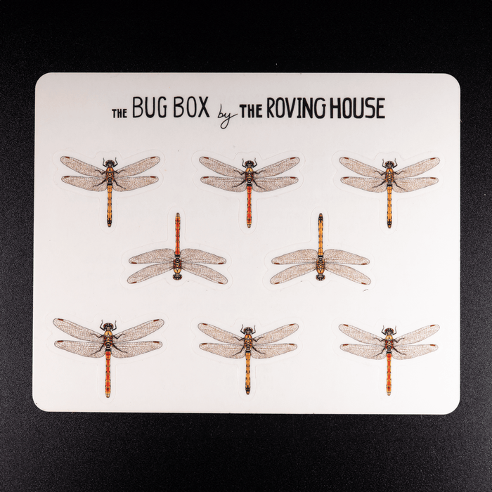 Akiakane Autumn Darter Red Dragonfly Sticker Sheet by The Roving House