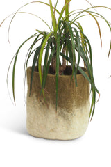 Aveva Felt Flower Pot/Basket 18 Small Olive