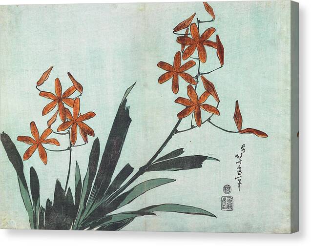 Blackberry Lily - Canvas Print