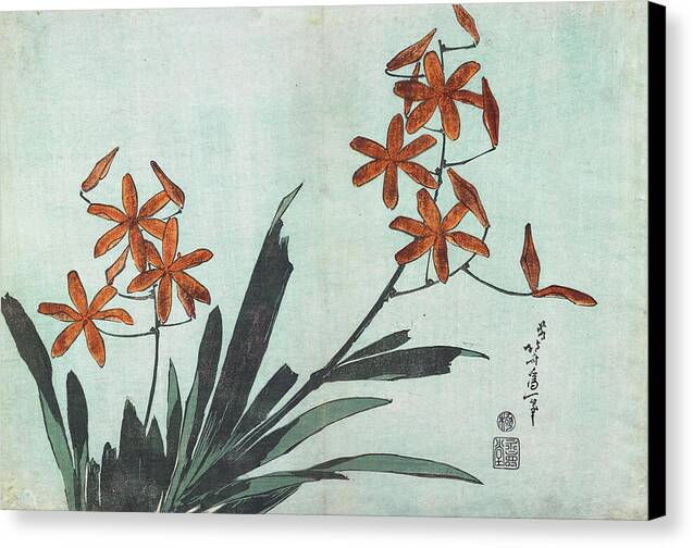 Blackberry Lily - Canvas Print