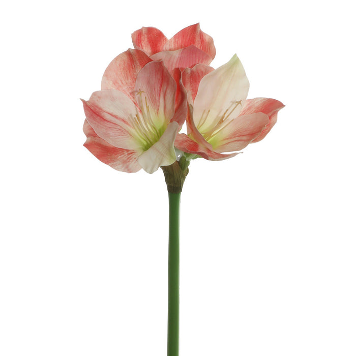 Peach/White