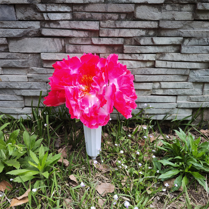 Fuchsia