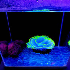 Bulk Glowing Effect Plants Aquarium Lettuce Coral Glow Plants for Fish Tank Wholesale