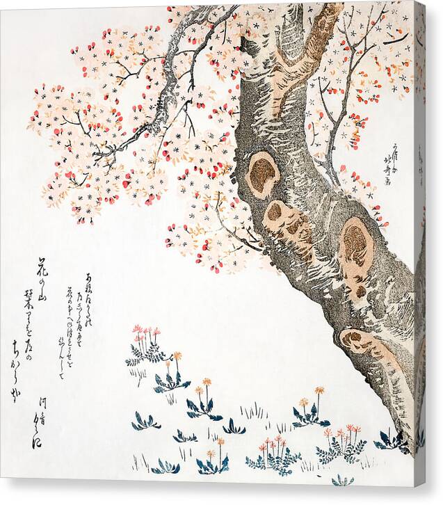 Dandelions and Clovers Beneath Cherry Tree - Canvas Print