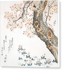 Dandelions and Clovers Beneath Cherry Tree - Canvas Print