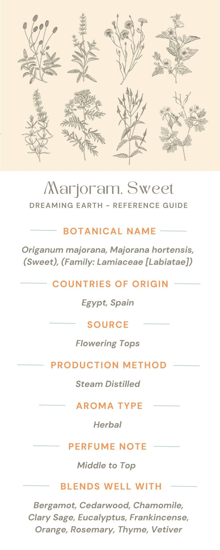 Marjoram, Sweet Essential Oil - Dreaming Earth Inc