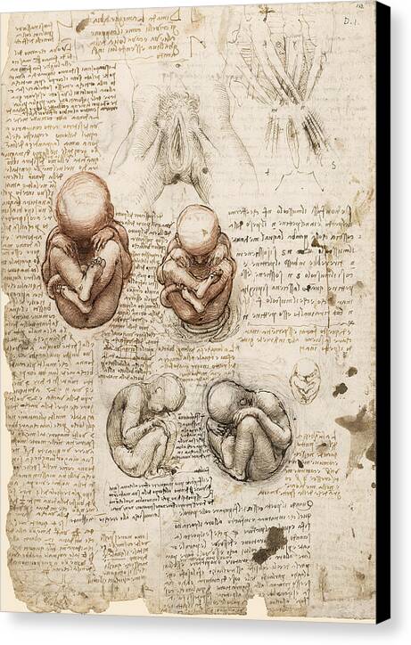 Position of the Fetus in the Womb - Canvas Print