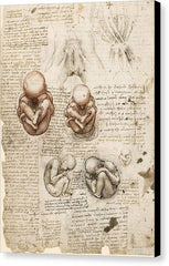 Position of the Fetus in the Womb - Canvas Print