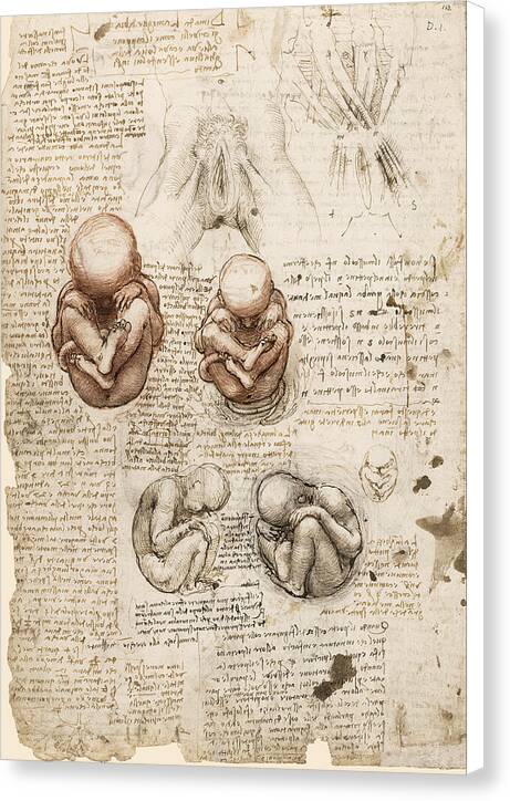 Position of the Fetus in the Womb - Canvas Print
