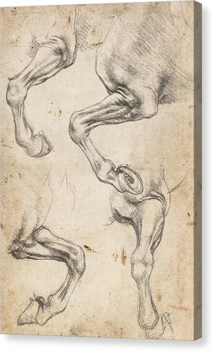 Studies of Horse's Leg - Canvas Print