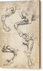 Studies of Horse's Leg - Canvas Print
