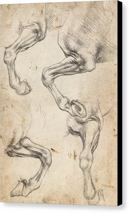 Studies of Horse's Leg - Canvas Print