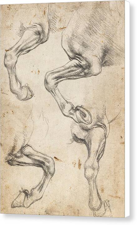 Studies of Horse's Leg - Canvas Print