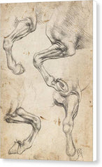 Studies of Horse's Leg - Canvas Print