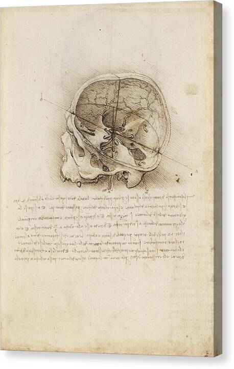 The Cranium Sectioned - Canvas Print