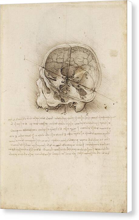 The Cranium Sectioned - Canvas Print