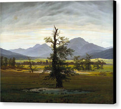 The Lone Tree - Canvas Print