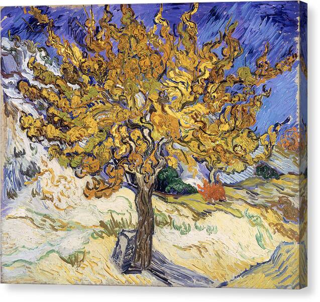 The Mulberry Tree - Canvas Print