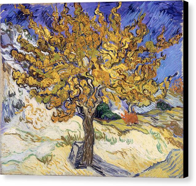 The Mulberry Tree - Canvas Print