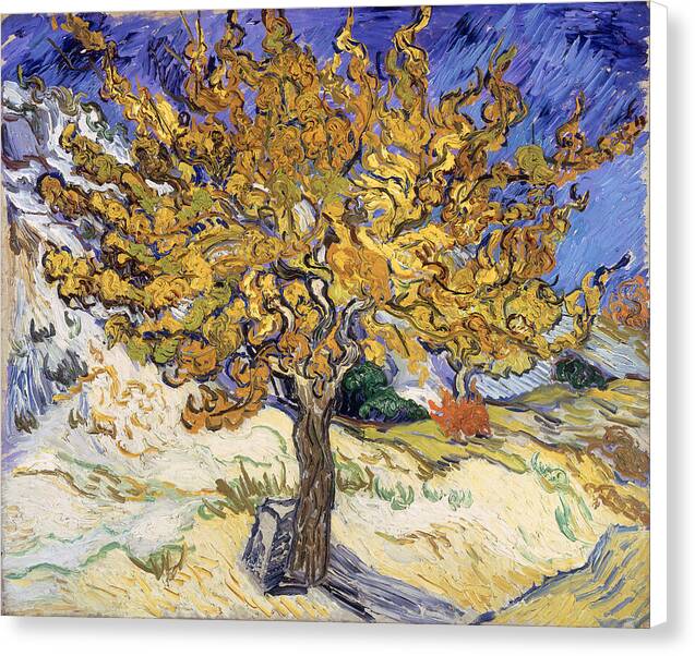 The Mulberry Tree - Canvas Print