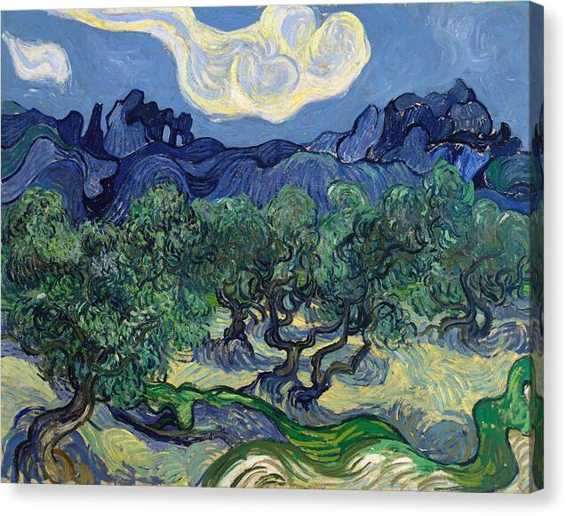 The Olive Trees - Canvas Print