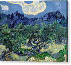 The Olive Trees - Canvas Print