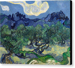 The Olive Trees - Canvas Print