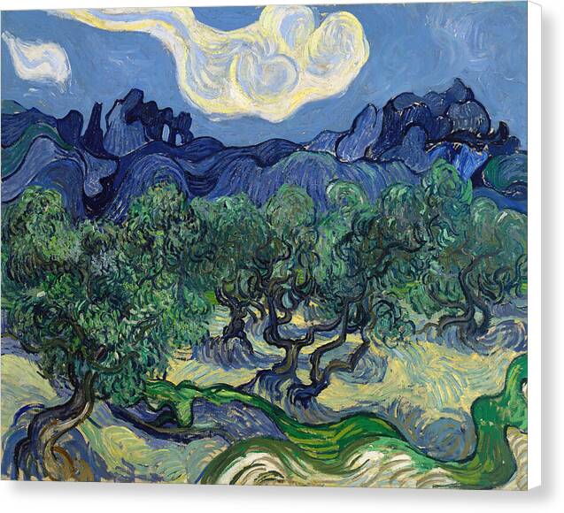 The Olive Trees - Canvas Print