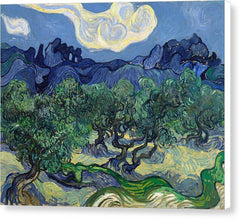 The Olive Trees - Canvas Print