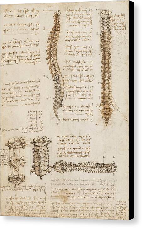 The Spine - Canvas Print